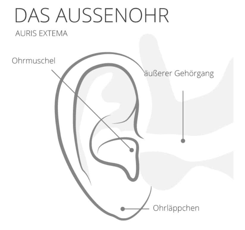 Aussenohr