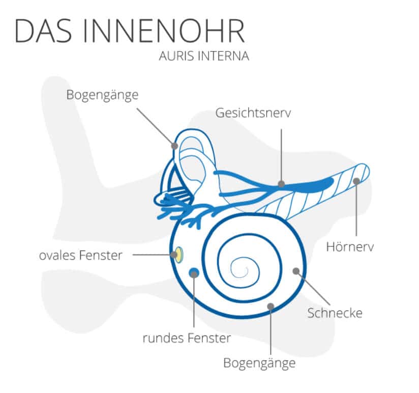 Innenohr