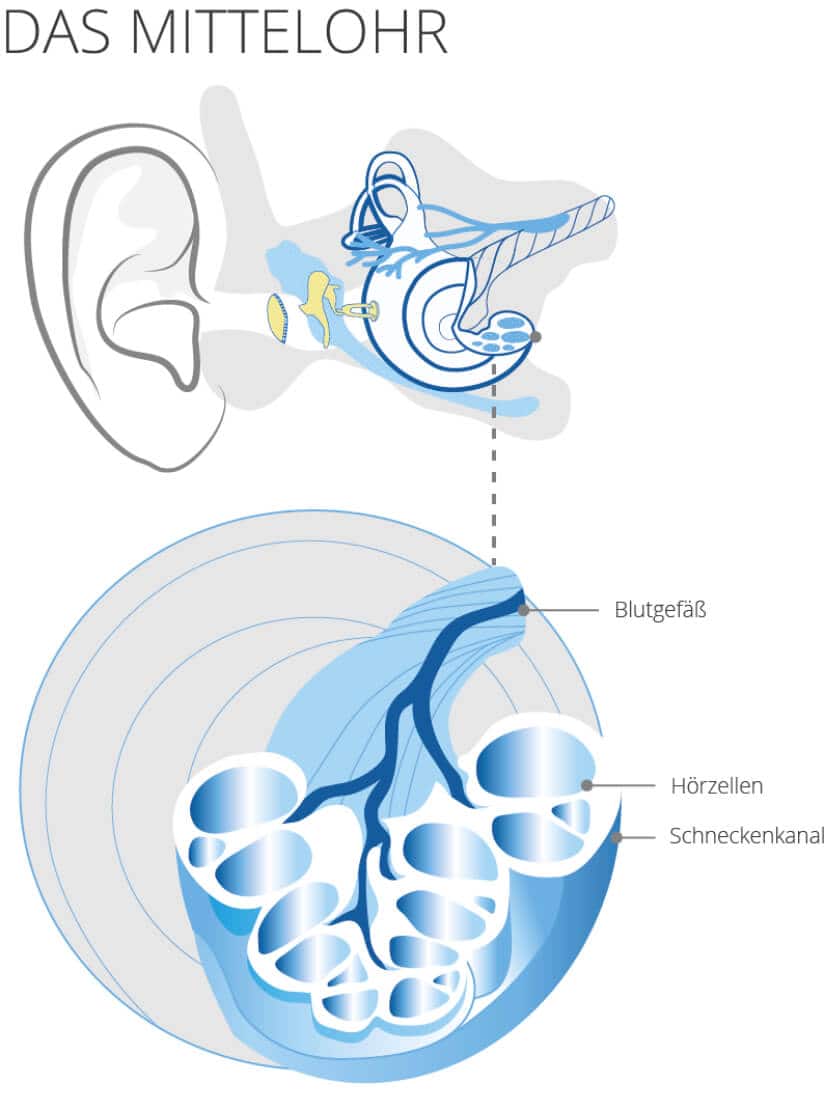 Mittelohr