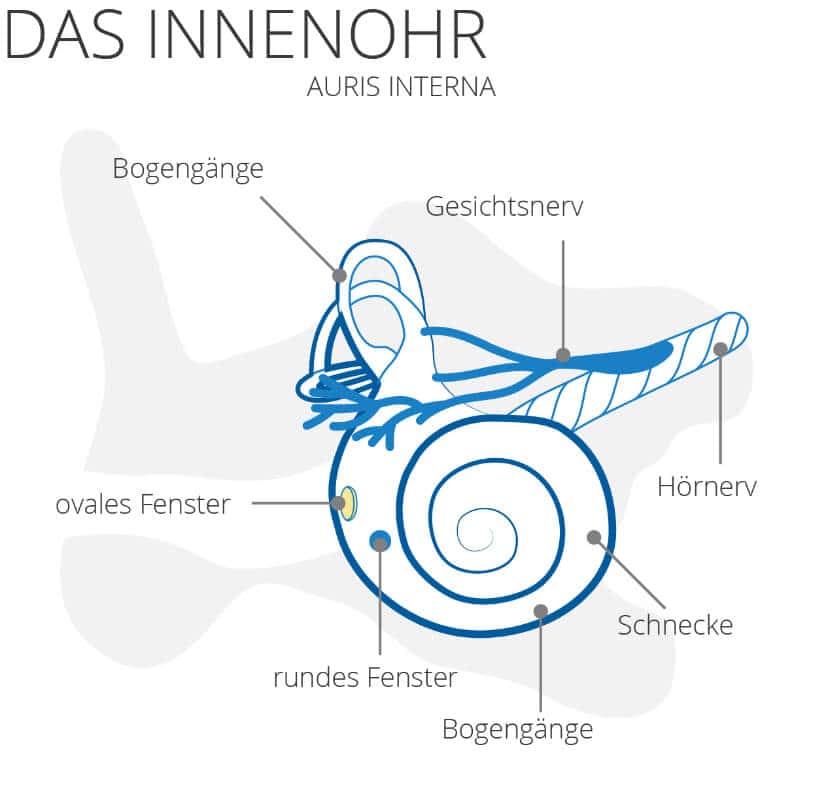 Innenohr auris Interna