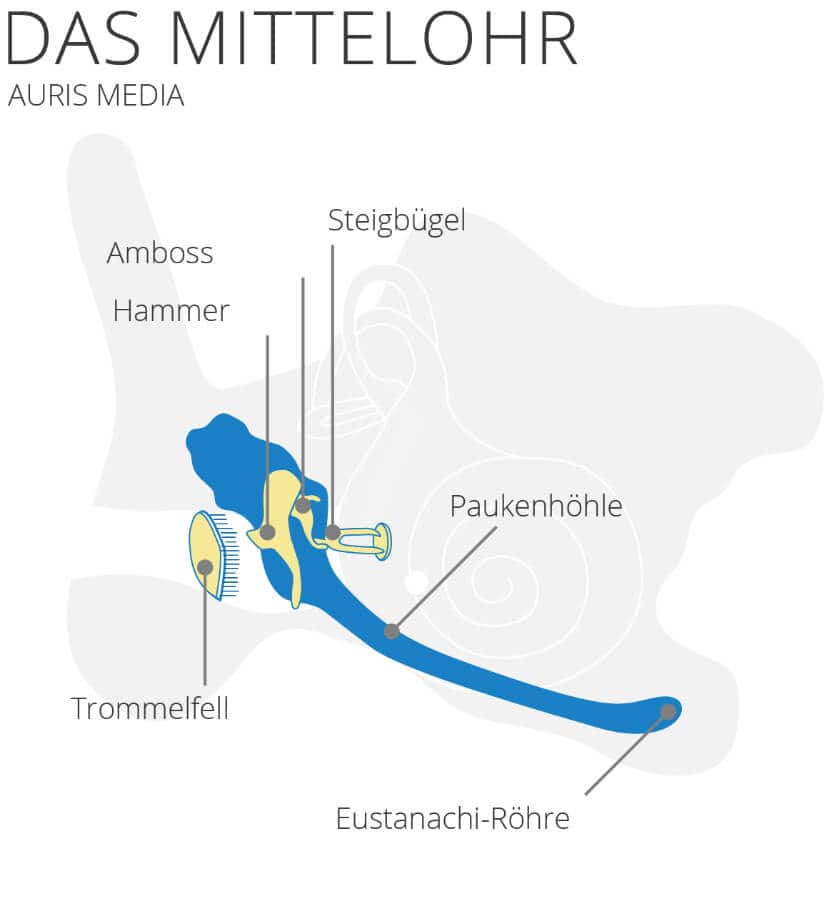 Mittelohr auris media