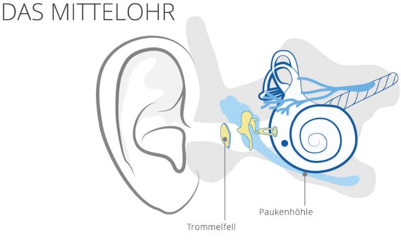 Mittelohr
