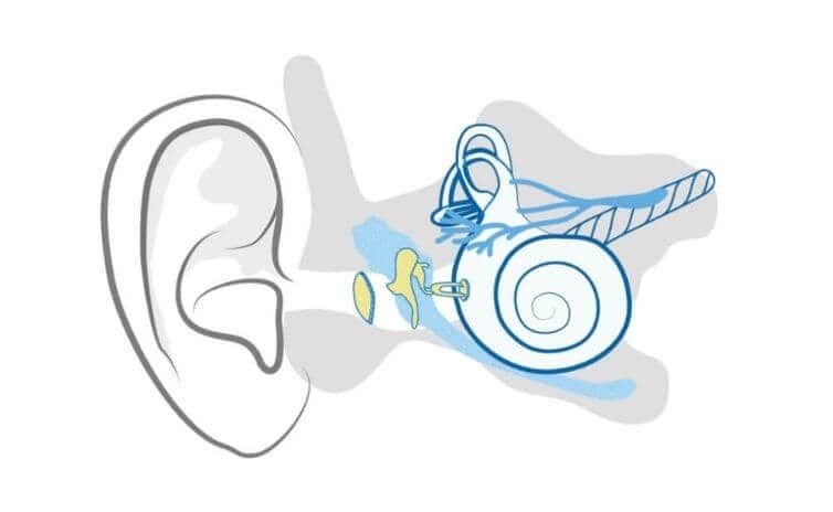 Anatomie des Ohres_Hörverlustarten_audibene