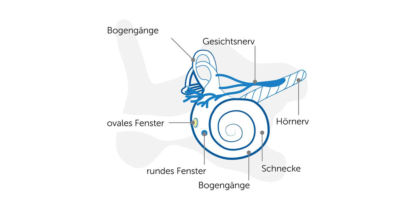 illustration vom innenohr